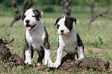 AMSTAFF  PUPPIES 103